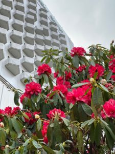 西洋シャクナゲ